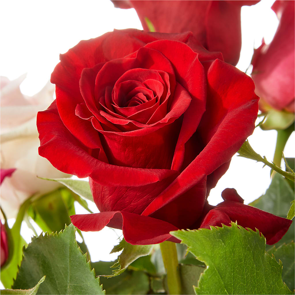 Love Notes Rose Bouquet –  Safeway, Pleasanton CA